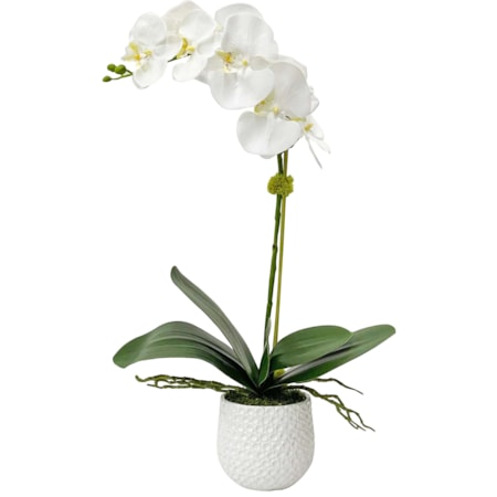 Cami White Orchid