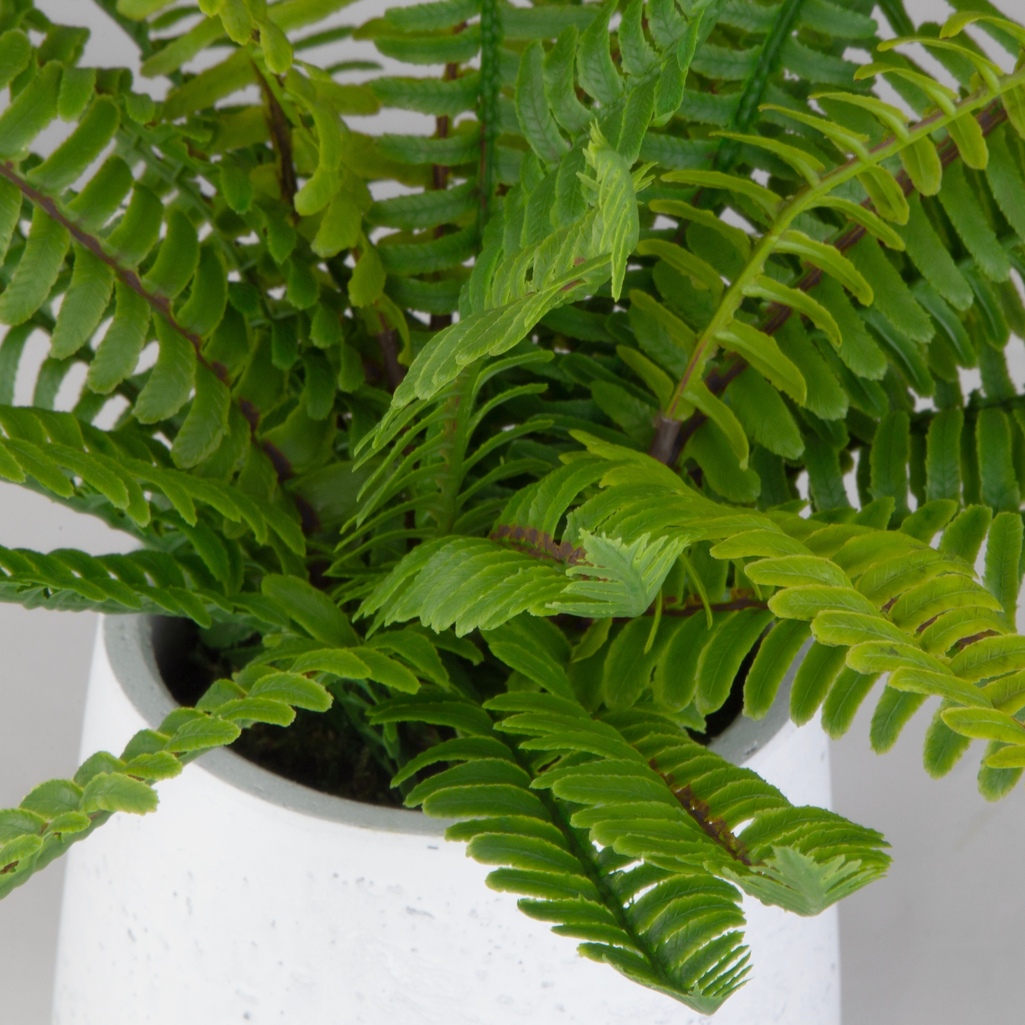 Uttermost Boston Fern Boston Fern In White Ceramic Pot
