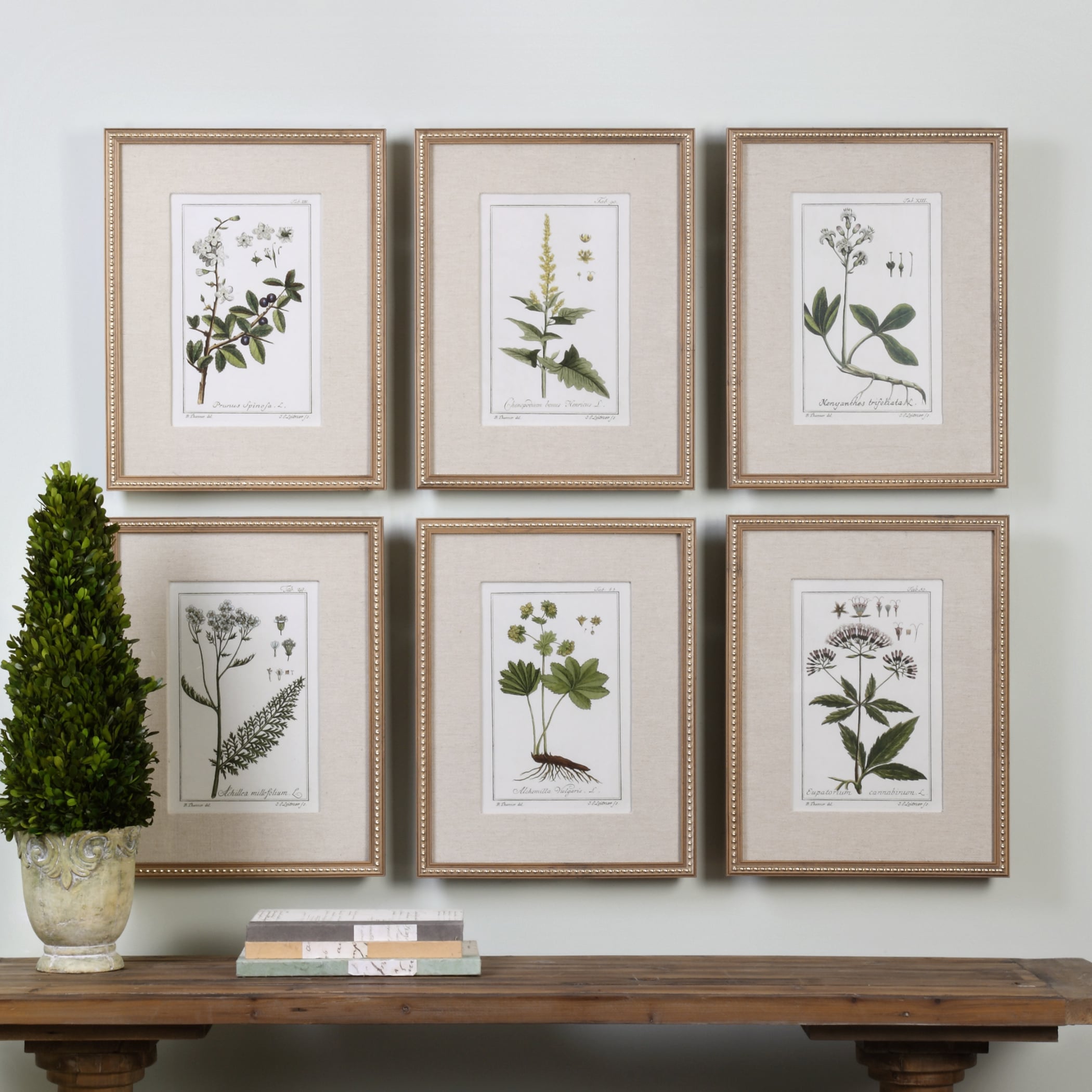 Green Floral Botanical Study (Set of 6)