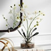 Uttermost Glory Glory Orchid
