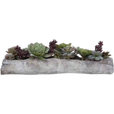 Charita Lush Succulents