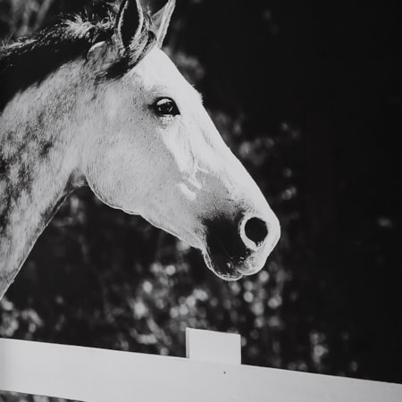 3-Piece Horse Galloping Framed Picture