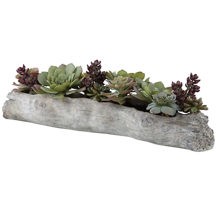 Charita Lush Succulents