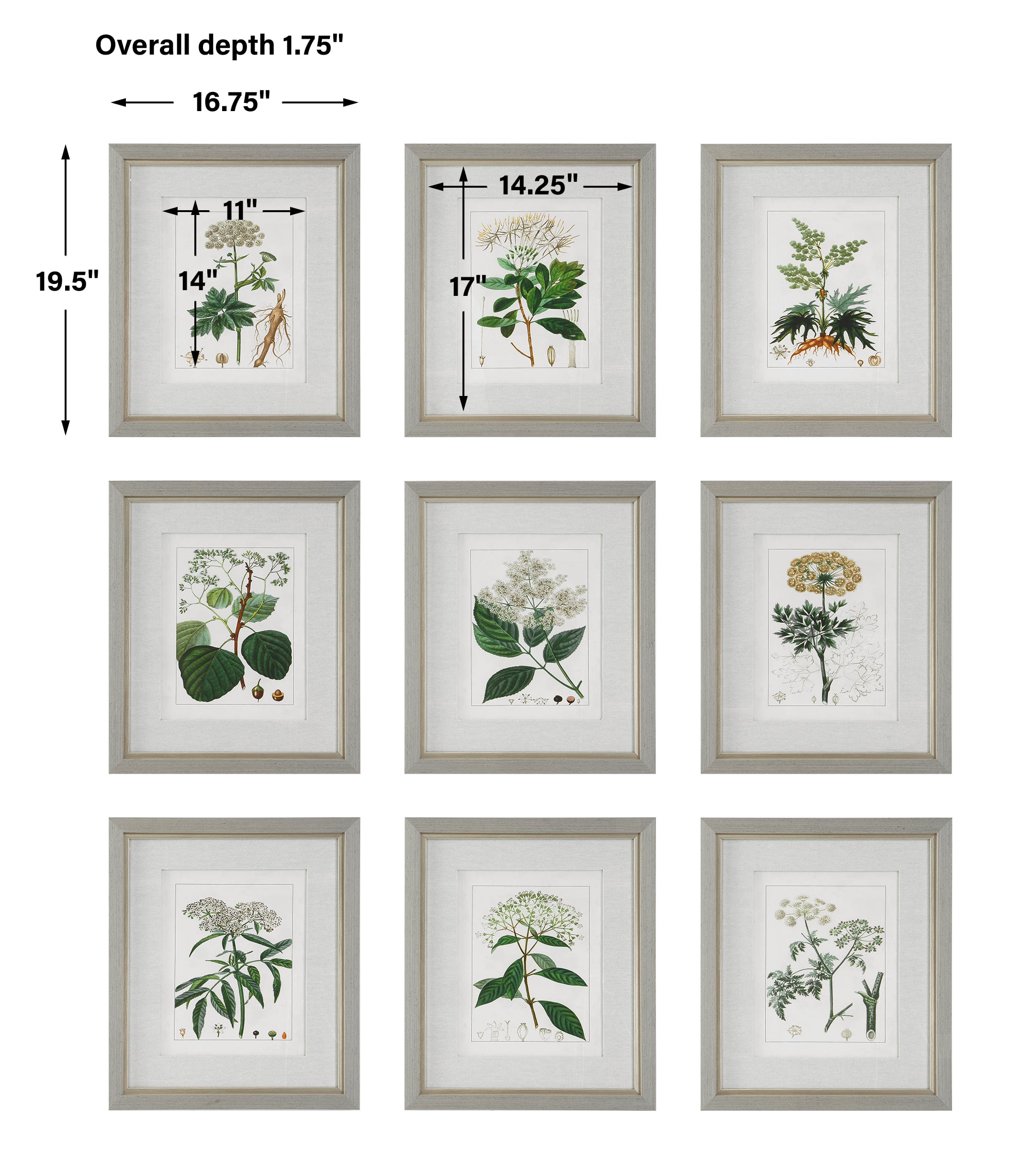 Uttermost Antique Antique Botanicals Framed Prints, Set of 9