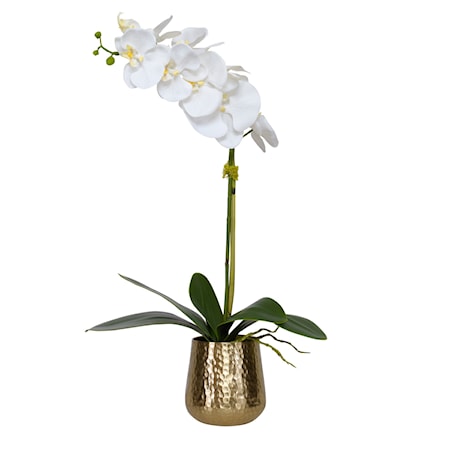 Cami Orchid With Brass Pot