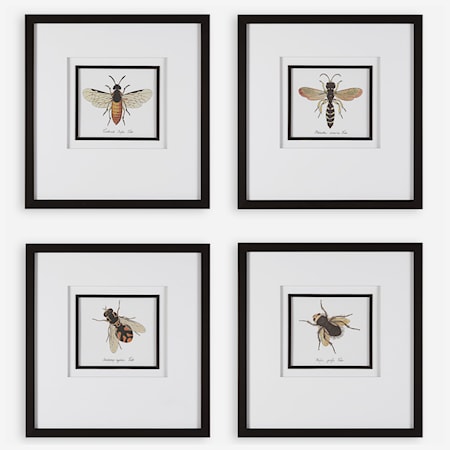 Anthophila Framed Prints S/4