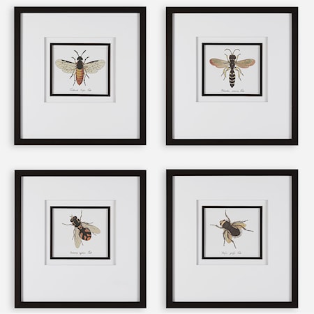 Anthophila Framed Prints S/4