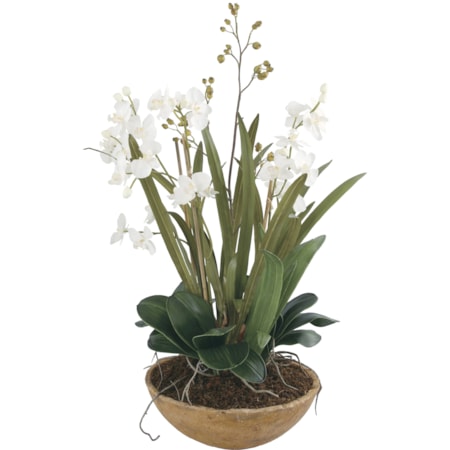 Moth Orchid Planter