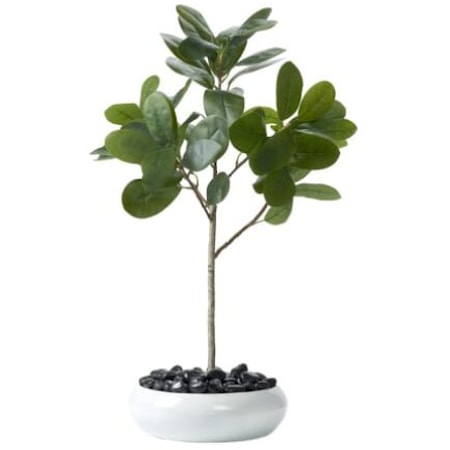 36″ Audrey Ficus in White Low Bowl