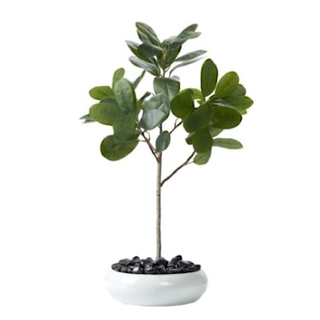 36″ Audrey Ficus in White Low Bowl