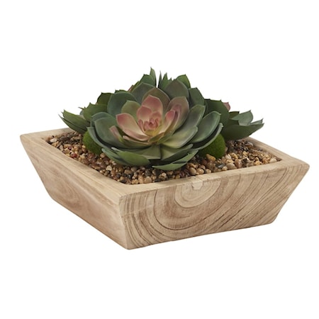 Rose/Green Echeveria in Square Planter