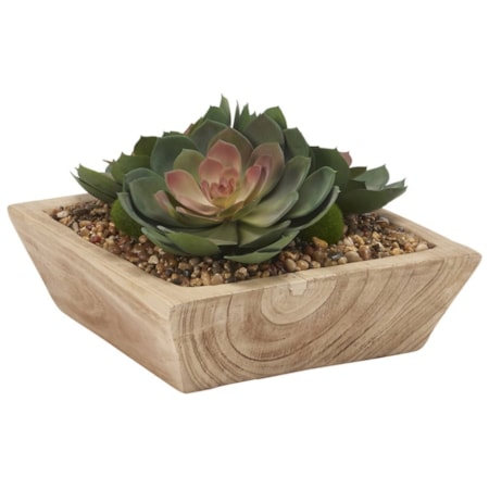Rose/Green Echeveria in Square Planter