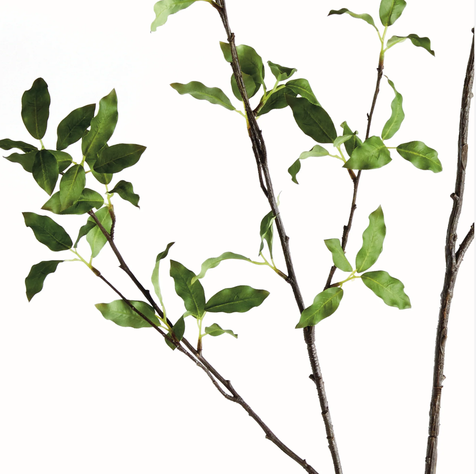Pittosporum Branch 78"