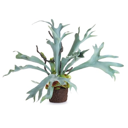 Staghorn Fern