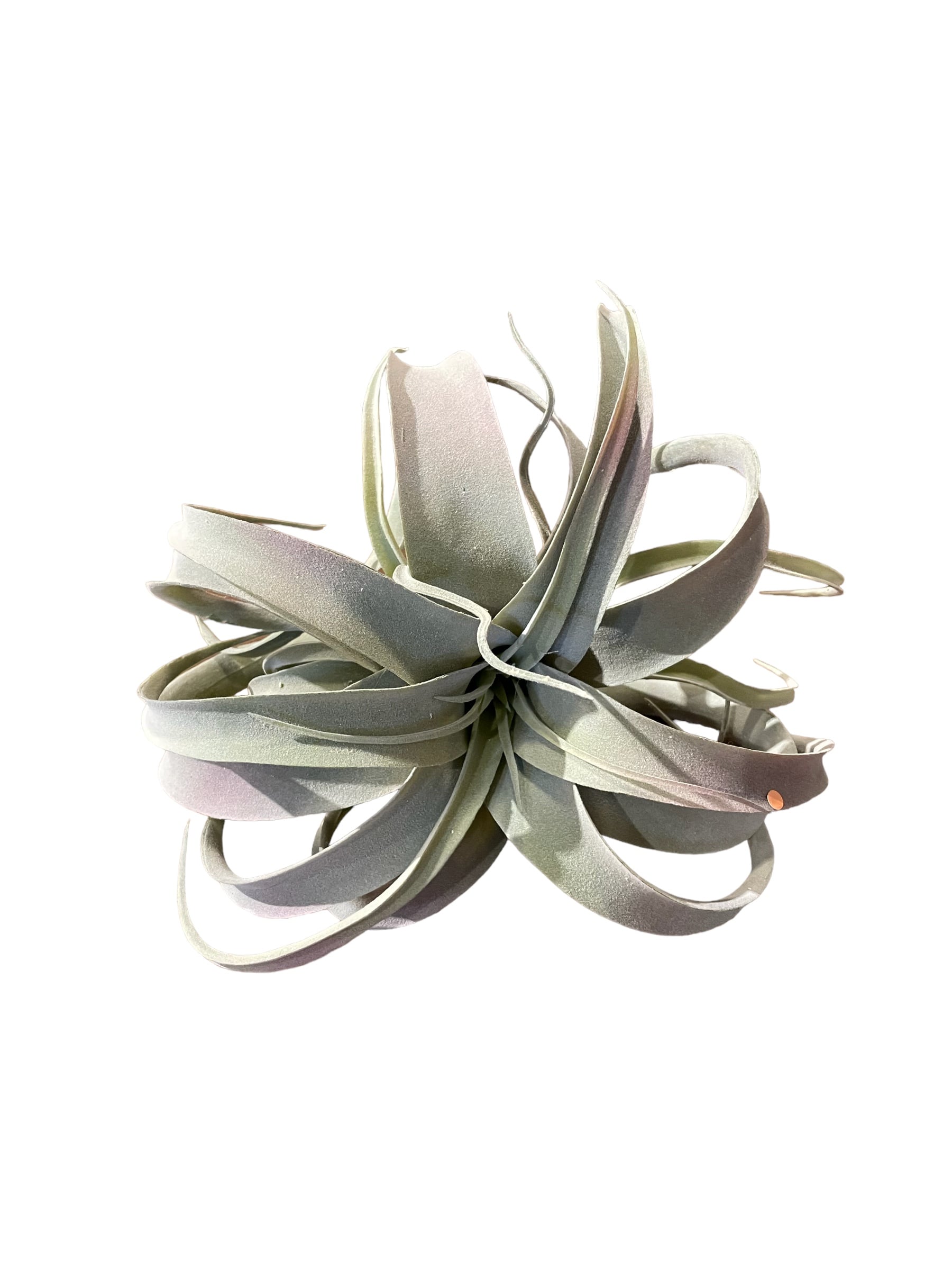 Grey/Green Tillandsia
