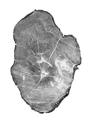 Natures Fingerprints II