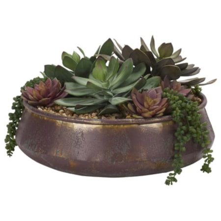 Asst Echeveria/Cedum in Copper