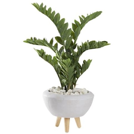 38" Zamfolia Plant in Ceramic Bowl