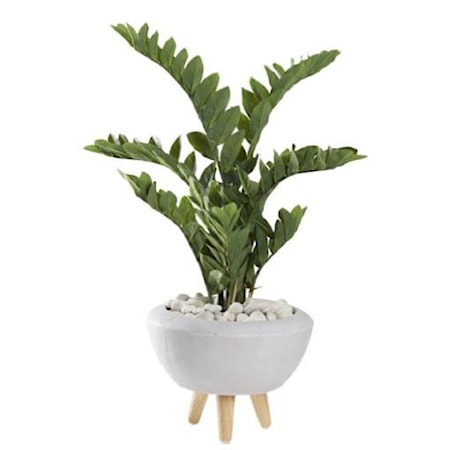 38" Zamfolia Plant in Ceramic Bowl