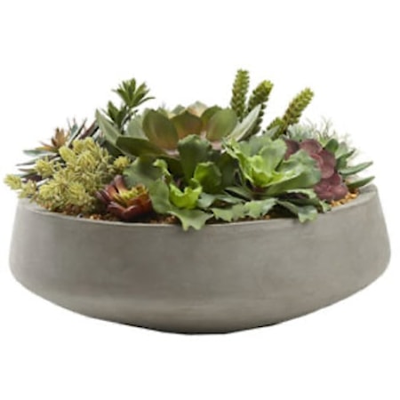 Mixed Succulents in XL Bowl