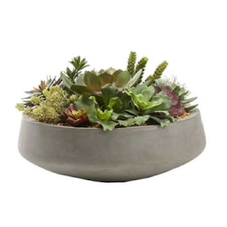 Mixed Succulents in XL Bowl