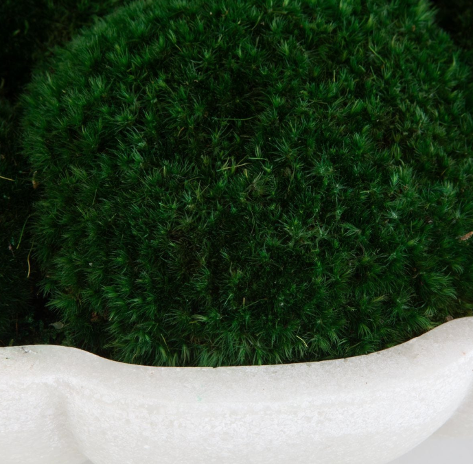Awaken Moss Centerpiece