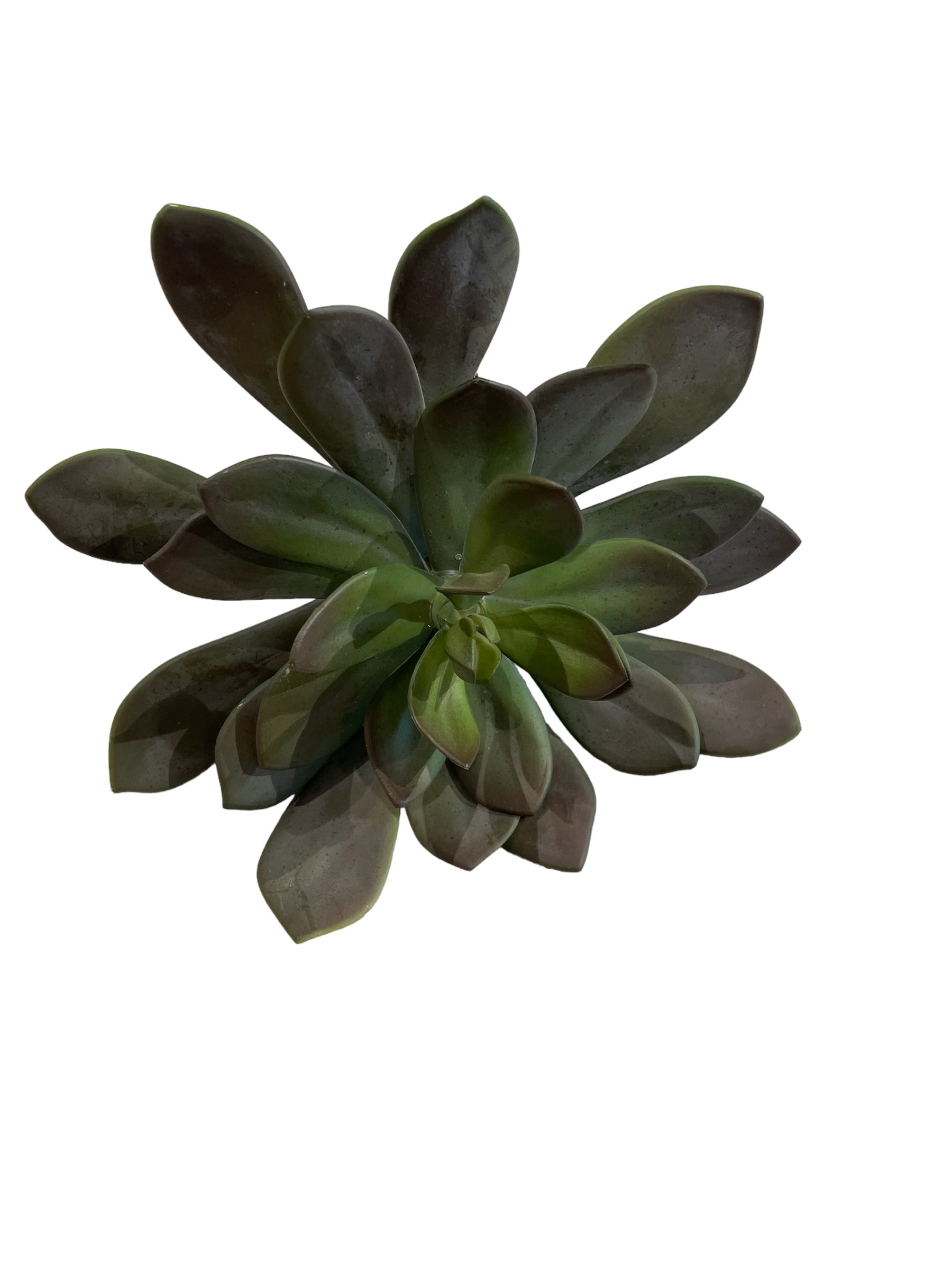 D&W Silks Accessories Extra Large Frosty Green/Brown