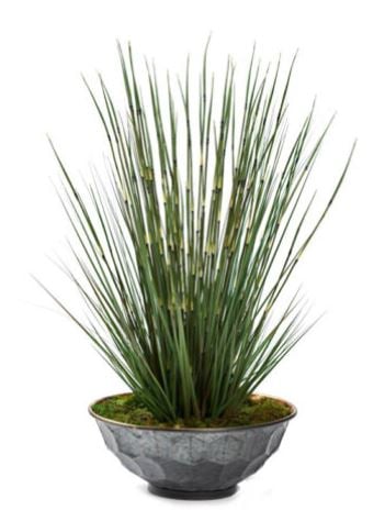 Onion Grass in Hexagon Planter