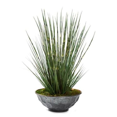 Onion Grass in Hexagon Planter