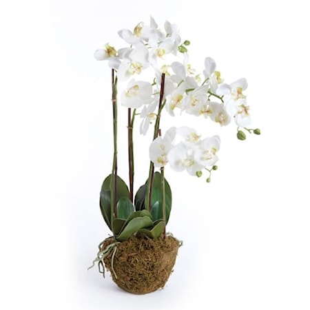 Phalaenopsis Orchid Drop In