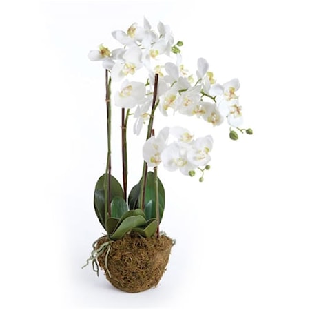 Phalaenopsis Orchid Drop In