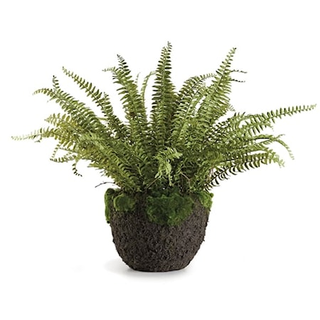 Grand Boston Fern