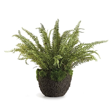 Grand Boston Fern