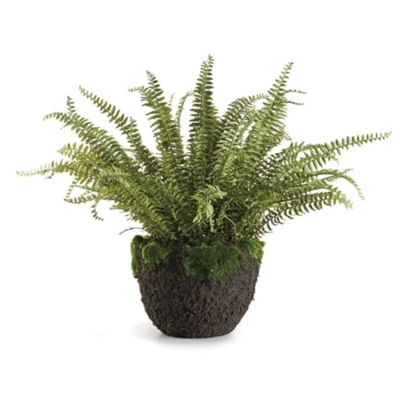 Grand Boston Fern