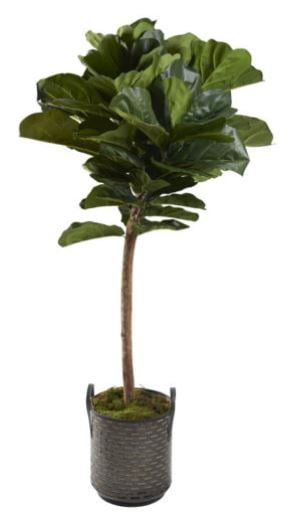 7' Fiddle Leaf Fig