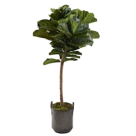 7' Fiddle Leaf Fig