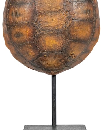 Faux Gopher Tortoise Shell on Stand