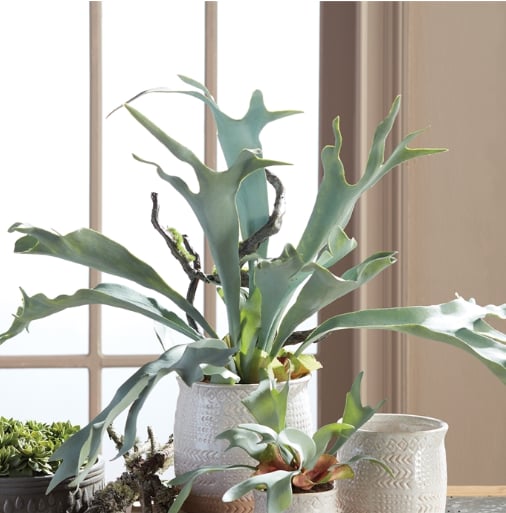 Napa Home & Garden Accessories Staghorn Fern