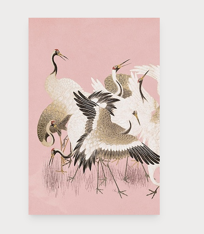 Curious Cranes Plumule