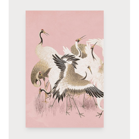 Curious Cranes Plumule