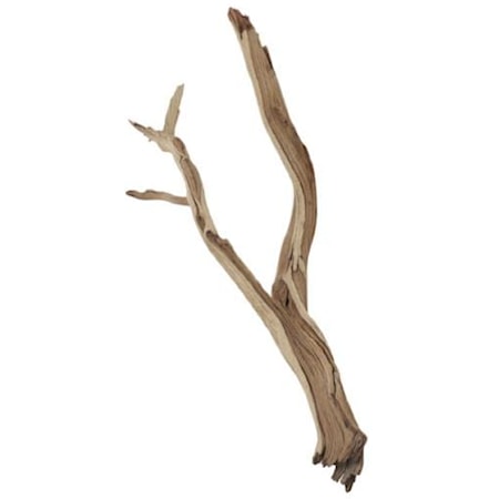 Small Ghostwood Branch
