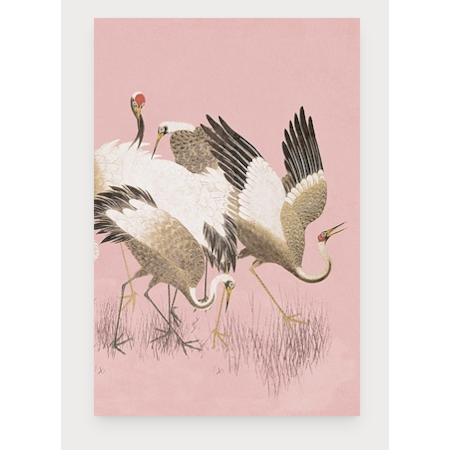 Curious Cranes Preen