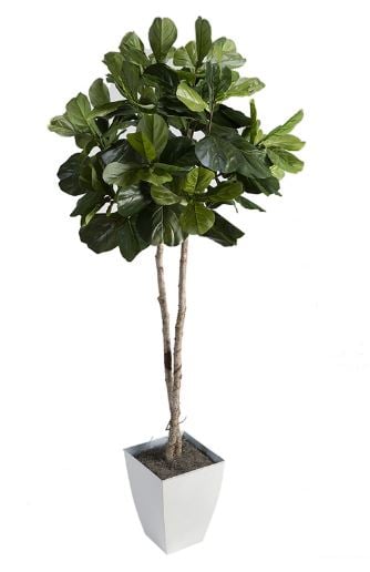 Fiddle Leaf Fig Tree in White Metal Planter