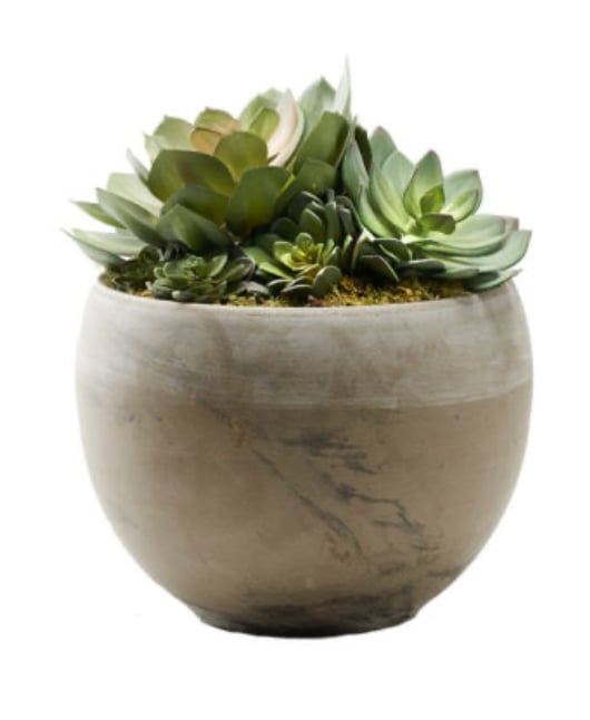 Asst Echeverias in Brown Pot