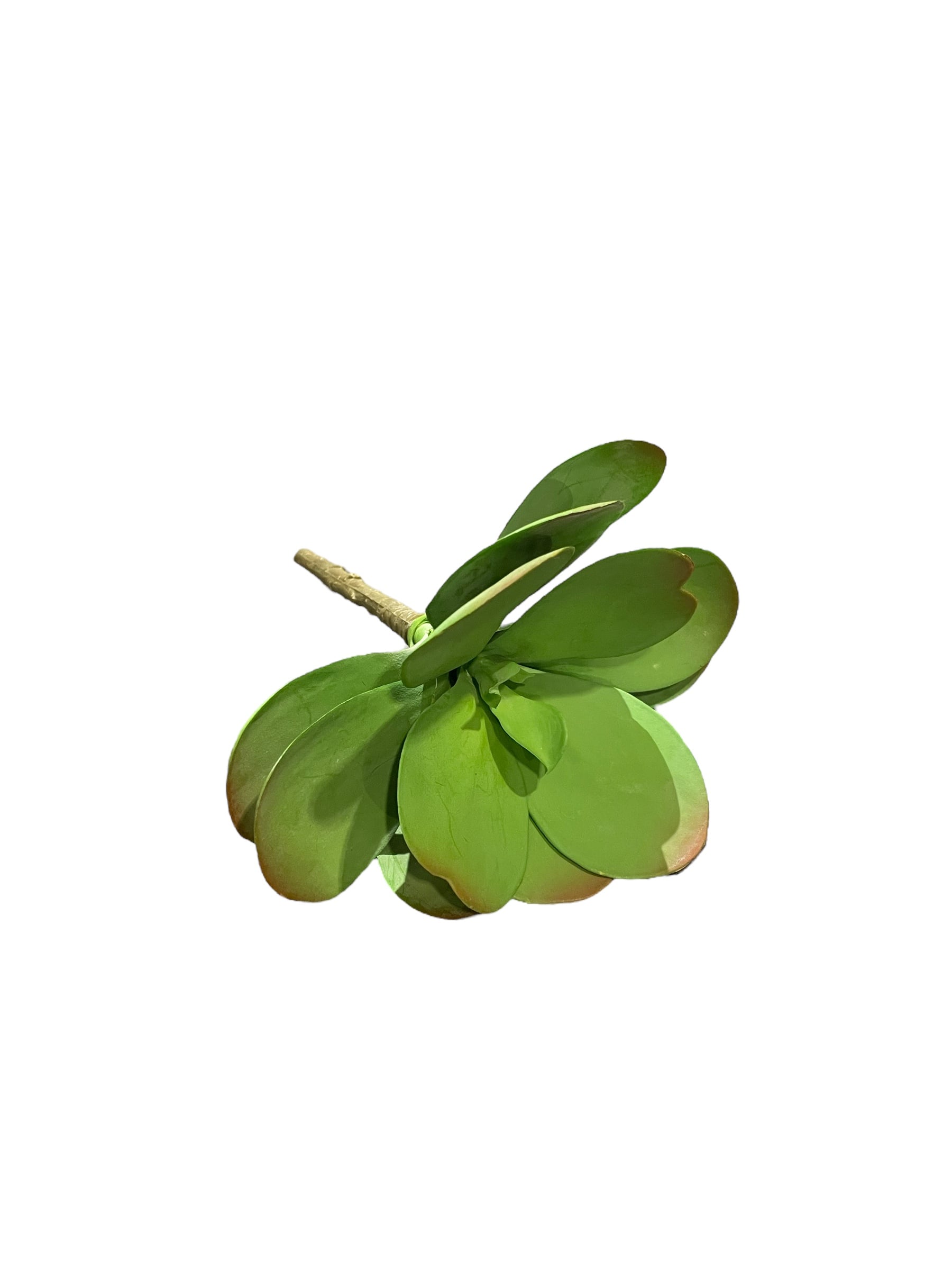 6" Green/Rose Echeveria