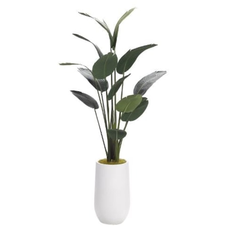 7' Traveler Palm in White Cement