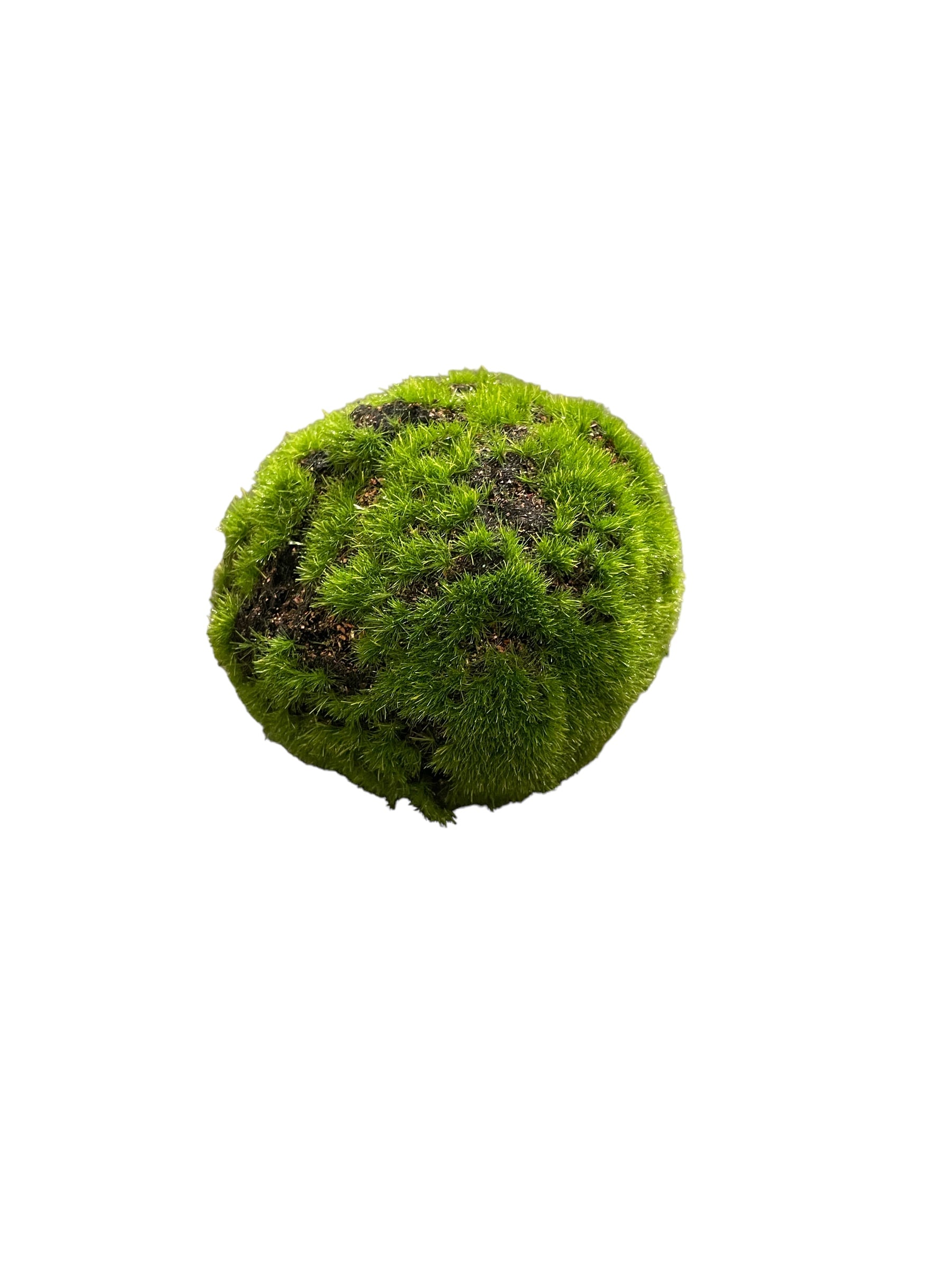 4" Moss Ball