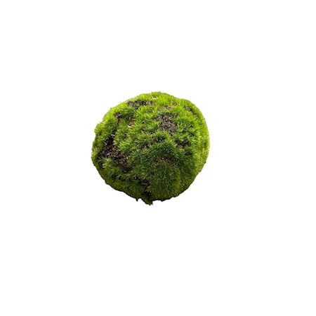 4" Moss Ball