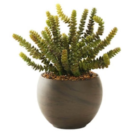 Donkey Tail in Planter