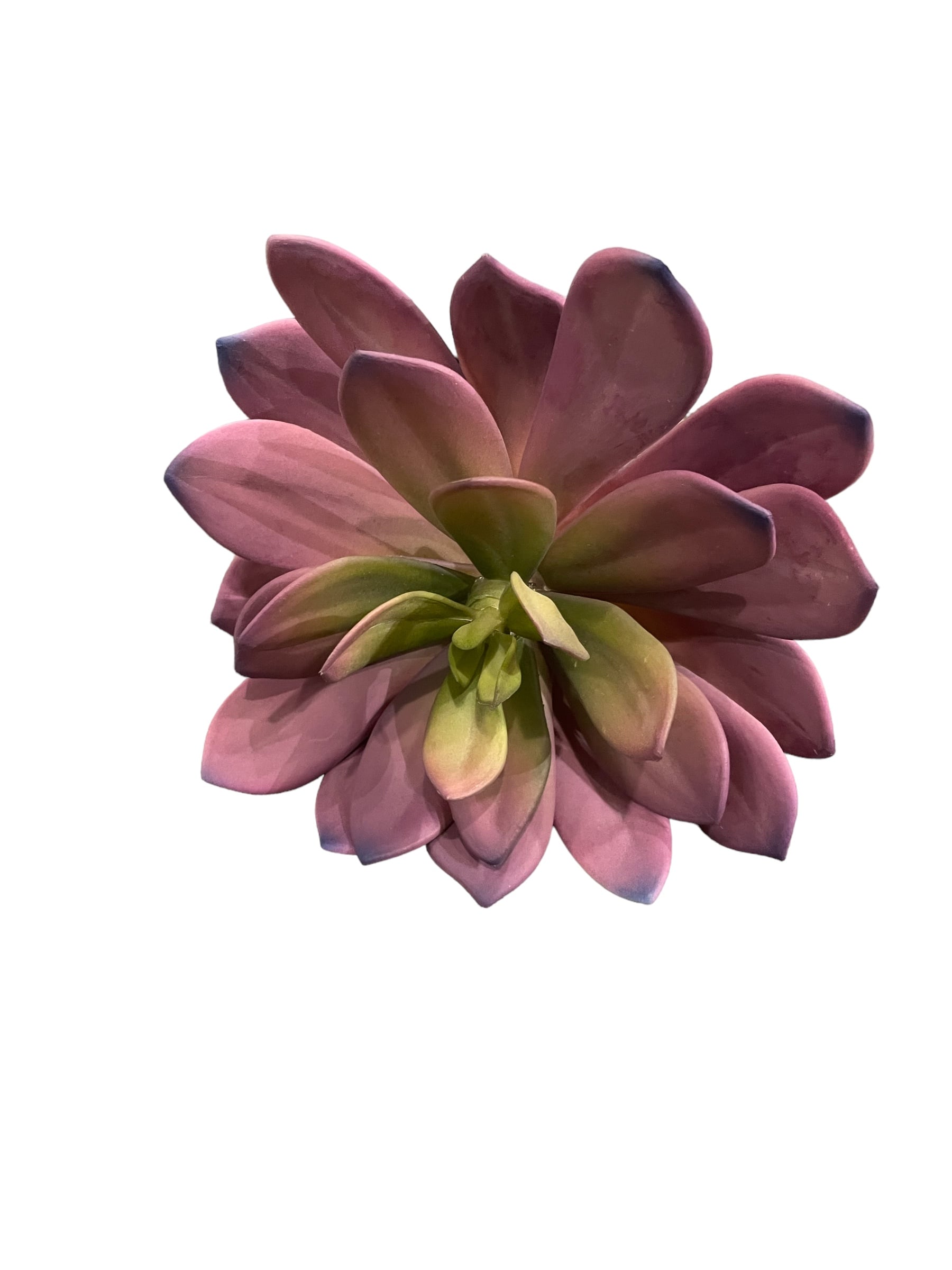 9.5 Pink/Purple Succulent